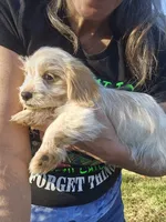 Tory, a  Shih Tzu and Miniature Dachshund for sale in Bowling Green, KY – Photo 2 of 4