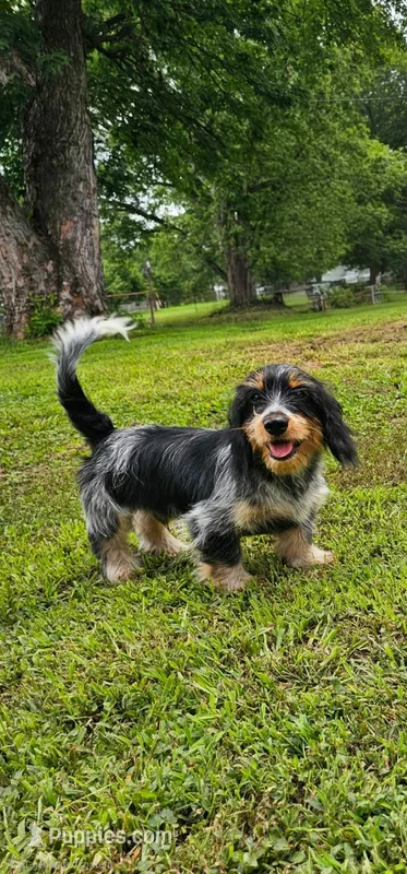 Rip – Shih Tzu, Miniature Dachshund puppy for sale in Bowling Green, KY