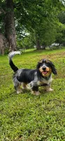 Rip, a male Shih Tzu and Miniature Dachshund for sale in Bowling Green, KY – 1 of 2