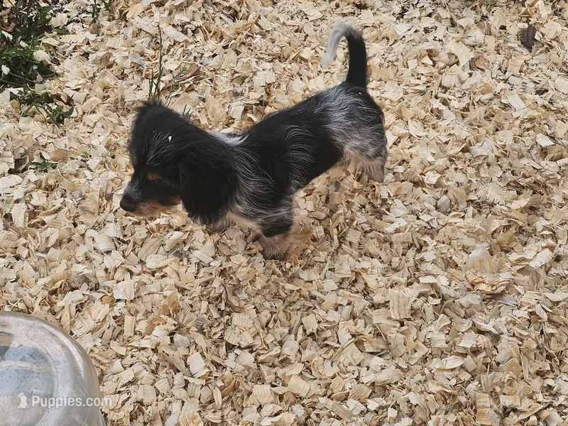 Rip – Shih Tzu, Miniature Dachshund puppy for sale in Bowling Green, KY
