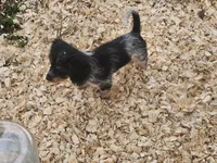 Rip, a male Shih Tzu and Miniature Dachshund for sale in Bowling Green, KY – 1 of 1