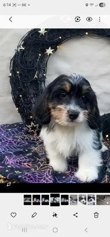 Dutton – Shih Tzu, Miniature Dachshund puppy for sale in Bowling Green, KY