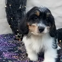 Oreo, a  Shih Tzu and Miniature Dachshund for sale in Bowling Green, KY – Photo 3 of 6