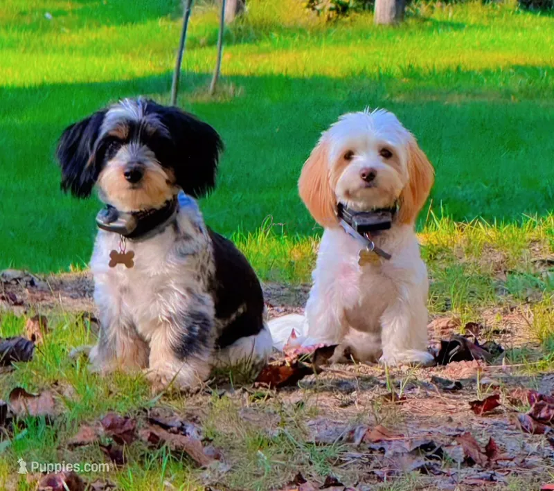 Oreo – Shih Tzu, Miniature Dachshund puppy on hold in Bowling Green, KY