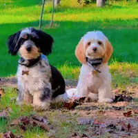 Oreo, a  Shih Tzu and Miniature Dachshund for sale in Bowling Green, KY – Photo 6 of 6