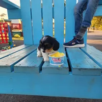 Oreo, a  Shih Tzu and Miniature Dachshund for sale in Bowling Green, KY – Photo 4 of 6