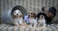 Oreo, a  Shih Tzu and Miniature Dachshund for sale in Bowling Green, KY – Photo 1 of 6