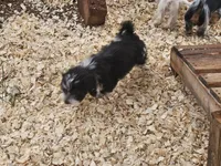 Dutton, a male Shih Tzu and Miniature Dachshund for sale in Bowling Green, KY – 4 of 4