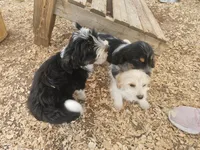 Dutton, a male Shih Tzu and Miniature Dachshund for sale in Bowling Green, KY – 2 of 4