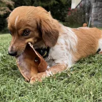 Smeagle, a  Shih Tzu and Miniature Dachshund for sale in Bowling Green, KY – Photo 4 of 5