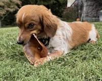Smeagle, a  Shih Tzu and Miniature Dachshund for sale in Bowling Green, KY – Photo 4 of 5