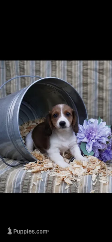Smeagle, a  Shih Tzu and Miniature Dachshund for sale in Bowling Green, KY – Photo 1 of 5