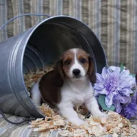 Smeagle, a  Shih Tzu and Miniature Dachshund for sale in Bowling Green, KY – Photo 1 of 5