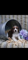Smeagle, a  Shih Tzu and Miniature Dachshund for sale in Bowling Green, KY – Photo 1 of 5