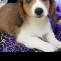 Smeagle, a  Shih Tzu and Miniature Dachshund for sale in Bowling Green, KY – Photo 2 of 5