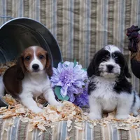 Smeagle, a  Shih Tzu and Miniature Dachshund for sale in Bowling Green, KY – Photo 5 of 5