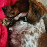 Smeagle, a  Shih Tzu and Miniature Dachshund for sale in Bowling Green, KY – Photo 3 of 5