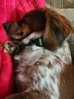 Smeagle, a  Shih Tzu and Miniature Dachshund for sale in Bowling Green, KY – Photo 3 of 5