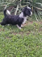 Dutton, a male Shih Tzu and Miniature Dachshund for sale in Bowling Green, KY – 3 of 4