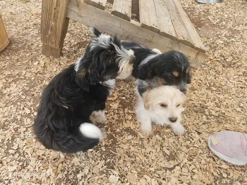 Carter – Shih Tzu, Miniature Dachshund puppy for sale in Bowling Green, KY