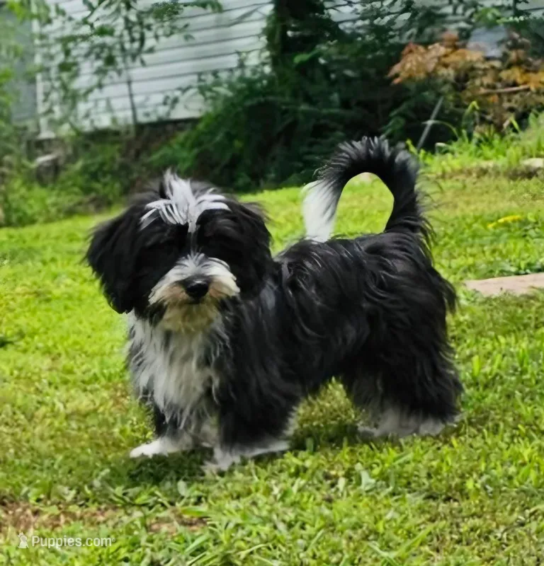Dutton – Shih Tzu, Miniature Dachshund puppy for sale in Bowling Green, KY