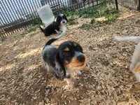 Rip, a male Shih Tzu and Miniature Dachshund for sale in Bowling Green, KY – 7 of 8