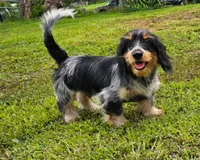 RIP, a male Shih Tzu and Miniature Dachshund for sale in Bowling Green, KY – 1 of 1