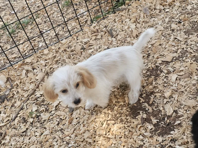 Rip's Carter – Shih Tzu, Miniature Dachshund puppy for sale in Bowling Green, KY