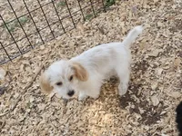 Rip's Carter, a male Shih Tzu and Miniature Dachshund for sale in Bowling Green, KY – 1 of 5