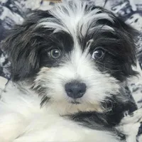 Chanel, a  Shih Tzu and Miniature Dachshund for sale in Bowling Green, KY – Photo 2 of 4