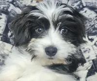 Chanel, a  Shih Tzu and Miniature Dachshund for sale in Bowling Green, KY – Photo 2 of 4