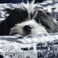 Chanel, a  Shih Tzu and Miniature Dachshund for sale in Bowling Green, KY – Photo 3 of 4