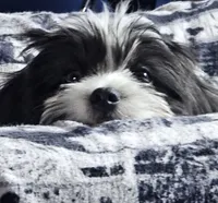 Chanel, a  Shih Tzu and Miniature Dachshund for sale in Bowling Green, KY – Photo 3 of 4