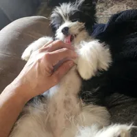 Chanel, a  Shih Tzu and Miniature Dachshund for sale in Bowling Green, KY – Photo 4 of 4