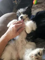 Chanel, a  Shih Tzu and Miniature Dachshund for sale in Bowling Green, KY – Photo 4 of 4