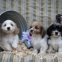 Chanel, a  Shih Tzu and Miniature Dachshund for sale in Bowling Green, KY – Photo 1 of 4