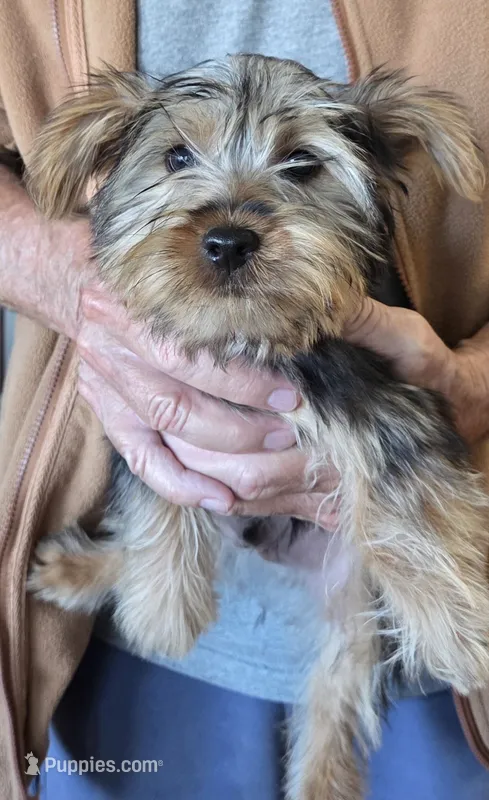 Billy – Silky Terrier puppy for sale in Manchester, KS