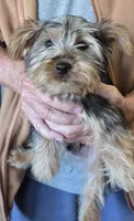 Billy, a male Silky Terrier for sale in Manchester, KS – 1 of 1