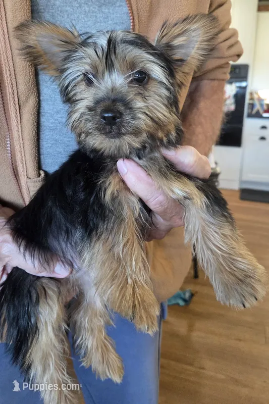 Jake – Silky Terrier puppy for sale in Manchester, KS