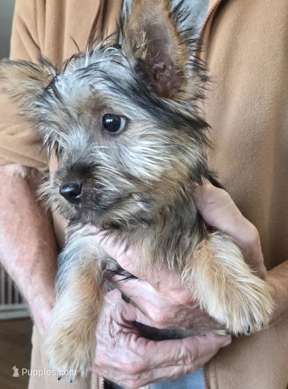 Tex – Silky Terrier puppy for sale in Manchester, KS