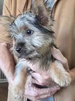 Tex, a male Silky Terrier for sale in Manchester, KS – 1 of 1