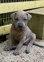 Issabellla Male, a male Thai Ridgeback for sale in Honolulu, HI – Photo 2 of 3
