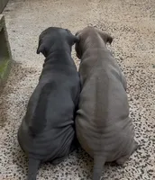 Issabellla Male, a male Thai Ridgeback for sale in Honolulu, HI – Photo 3 of 3
