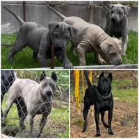 Blue female, a female Thai Ridgeback for sale in Honolulu, HI – Photo 2 of 2