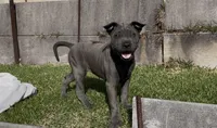 Blue female, a female Thai Ridgeback for sale in Honolulu, HI – Photo 1 of 2