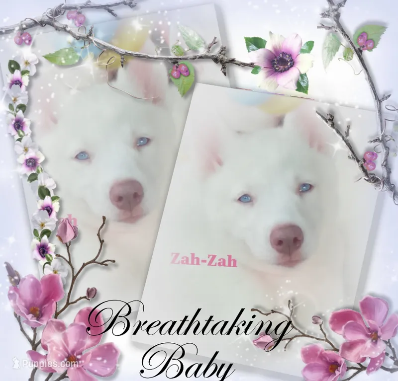 Zha-Zha – Siberian Husky puppy for sale in Gonzales, LA
