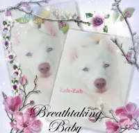 Zha-Zha, a female Siberian Husky for sale in Gonzales, LA – 1 of 1