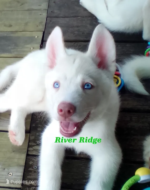 River Ridge – Siberian Husky puppy for sale in Gonzales, LA