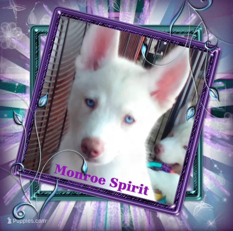 Monroe Spirit – Siberian Husky puppy for sale in Gonzales, LA