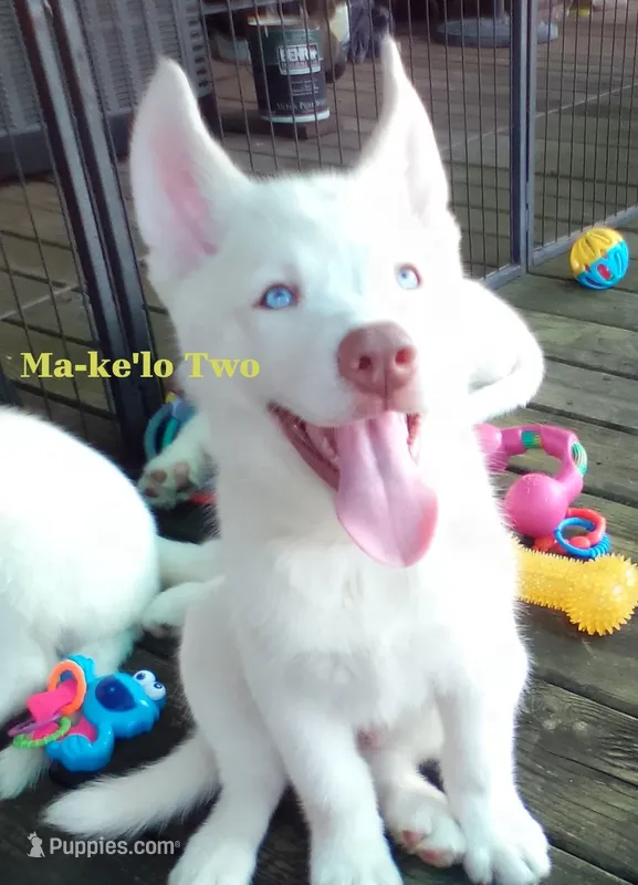 Ma-ke'lo Two – Siberian Husky puppy for sale in Gonzales, LA